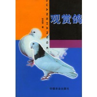 观赏鸽
