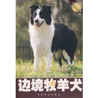边境牧羊犬