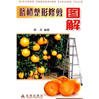 脐橙整形修剪图解
