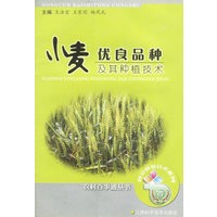 小麦优良品种及其种植技术
