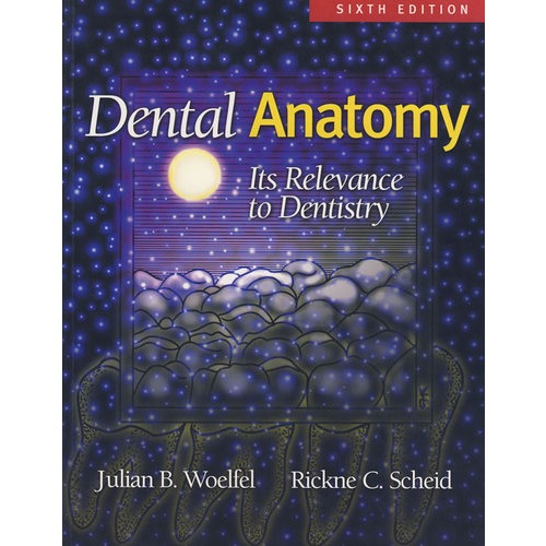 牙体解剖学 dental anatomy