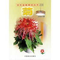 菊