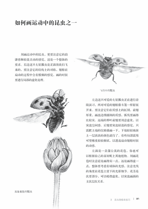 我的昆虫记手绘本——奇妙昆虫铅笔素描技法