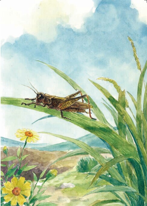 必读文库 世界经典名著主题悦读系列 昆虫记(根