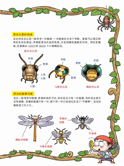 插图