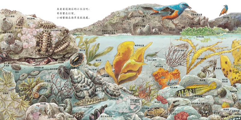 启发精选世界优秀畅销绘本:海边的动物