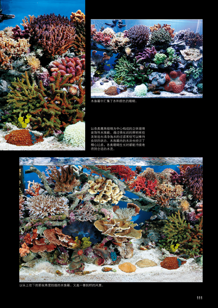 珊瑚图鉴:不可思议的珊瑚鉴赏图典(色彩斑斓的珊瑚写真,让你过目难忘