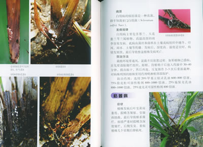 兰花病虫害诊治图谱