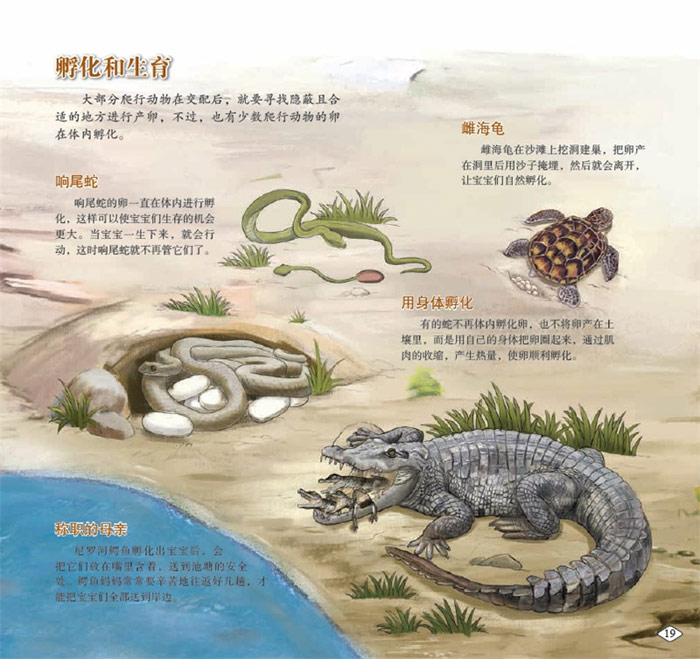 爬行动物的一生