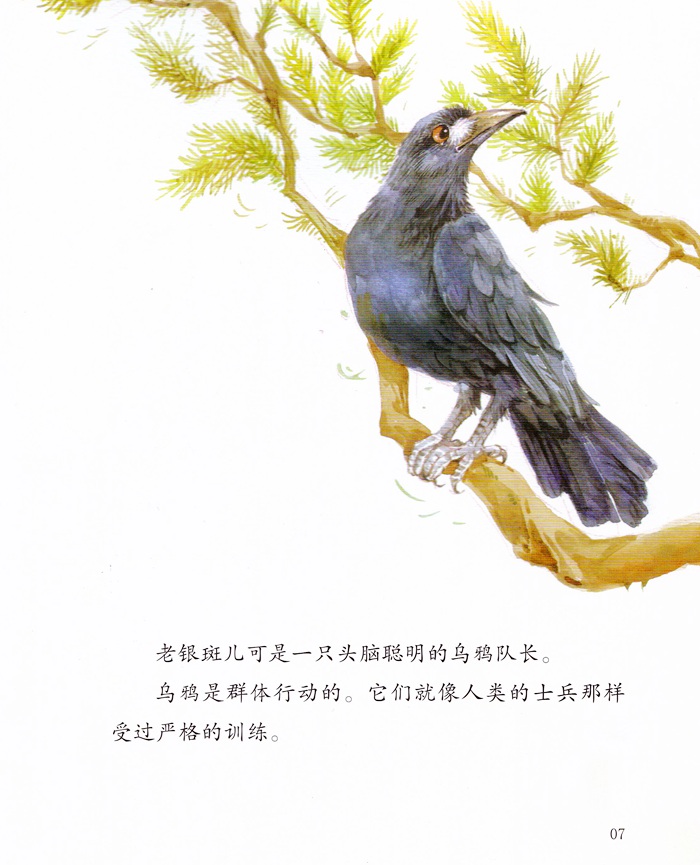 绘本西顿动物故事(全8册)